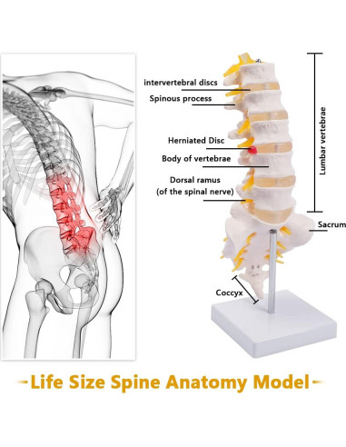 Columna Lumbar Anatómica Breesky 5 Vértebras con Sacro