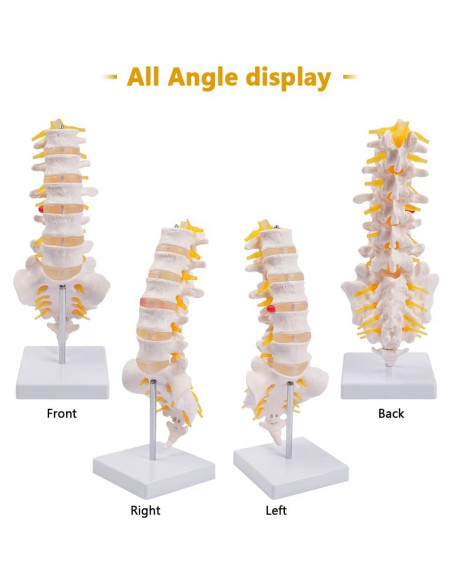 Columna Lumbar Anatómica Breesky 5 Vértebras con Sacro
