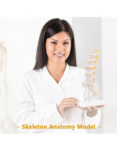 Columna Lumbar Anatómica Breesky 5 Vértebras con Sacro
