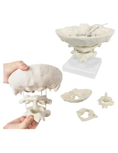 Modelo Anatómico Occipital LKYLVEE 1.5X PVC para Educación