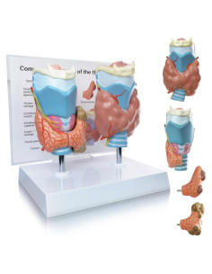 Modelo Anatómico de Tiroides Humana Evotech - 4 Partes