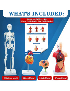 Kit de Modelos Anatómicos SFXYJ - Cuerpo Humano, Corazón, Cerebro, Esqueleto 2