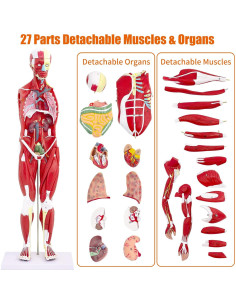 Modelo de Anatomía Muscular Humano SFXYJ 27 Partes 83.82 cm 2