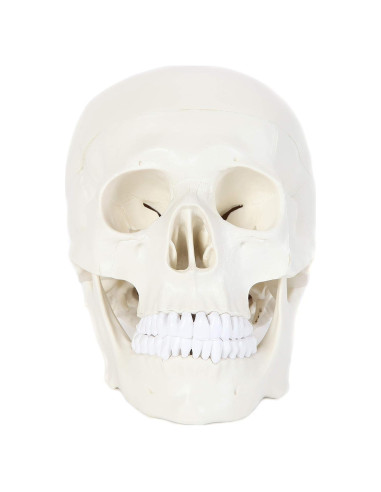 Modelo de Cráneo Humano Laboratorio de Anatomía 3 Partes