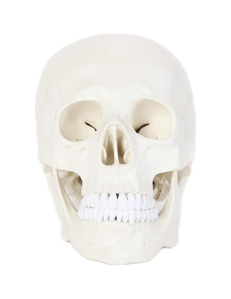 Modelo de Cráneo Humano Laboratorio de Anatomía 3 Partes Modelo de Cráneo Humano Laboratorio de Anatomía 3 Partes