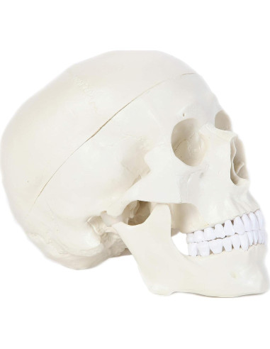 Modelo de Cráneo Humano Laboratorio de Anatomía 3 Partes