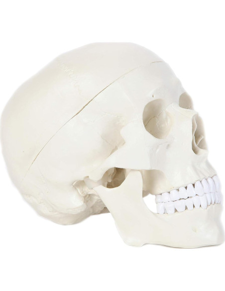 Modelo de Cráneo Humano Laboratorio de Anatomía 3 Partes Modelo de Cráneo Humano Laboratorio de Anatomía 3 Partes
