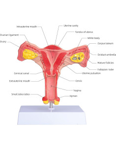 Modelo de Órgano Reproductor Femenino ANNWAN a Tamaño Real 2