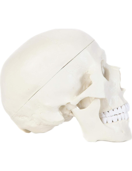 Modelo de Cráneo Humano Laboratorio de Anatomía 3 Partes Modelo de Cráneo Humano Laboratorio de Anatomía 3 Partes