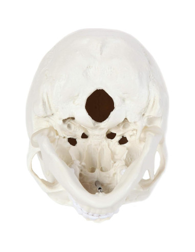 Modelo de Cráneo Humano Laboratorio de Anatomía 3 Partes