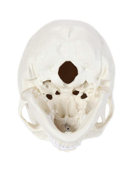 Modelo de Cráneo Humano Laboratorio de Anatomía 3 Partes Modelo de Cráneo Humano Laboratorio de Anatomía 3 Partes
