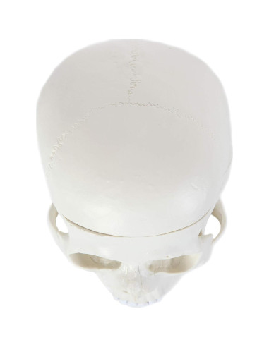 Modelo de Cráneo Humano Laboratorio de Anatomía 3 Partes