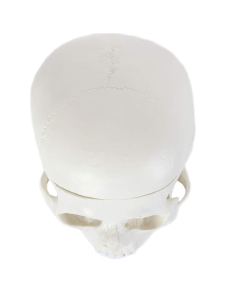 Modelo de Cráneo Humano Laboratorio de Anatomía 3 Partes Modelo de Cráneo Humano Laboratorio de Anatomía 3 Partes