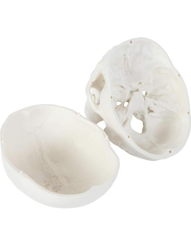 Modelo de Cráneo Humano Laboratorio de Anatomía 3 Partes