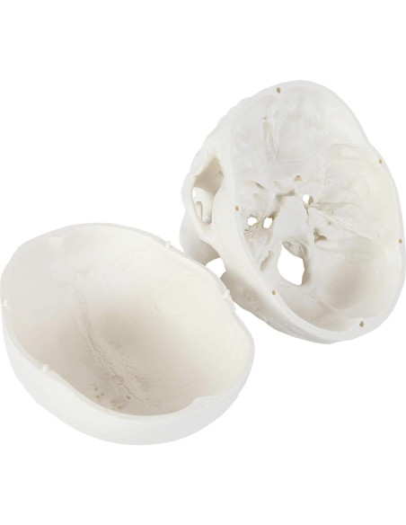 Modelo de Cráneo Humano Laboratorio de Anatomía 3 Partes Modelo de Cráneo Humano Laboratorio de Anatomía 3 Partes