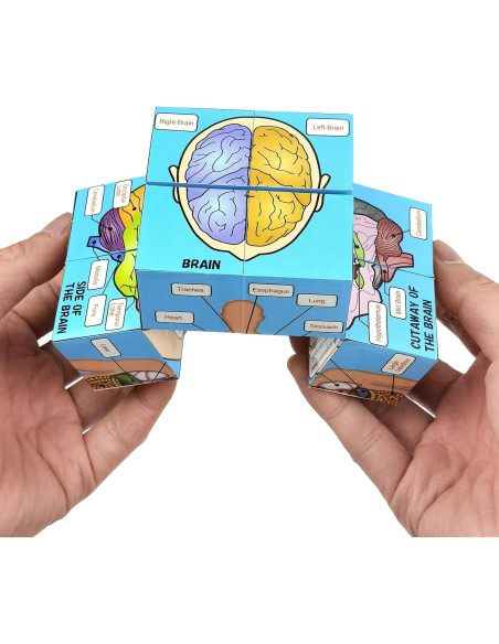 Juego de Pósters Anatómicos Humanos - Herramienta de Estudio