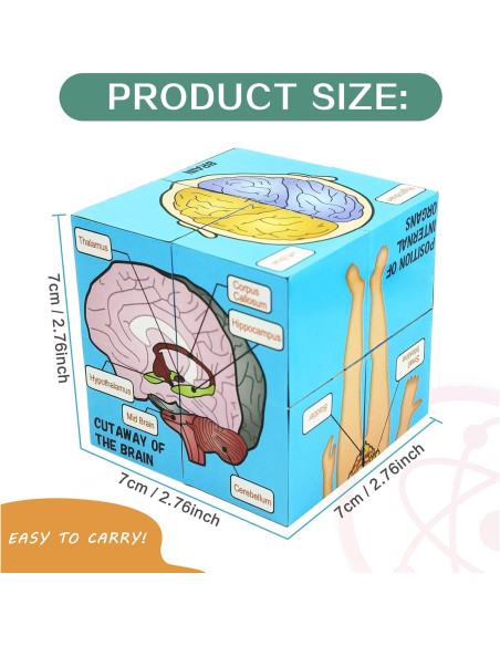 Juego de Pósters Anatómicos Humanos - Herramienta de Estudio