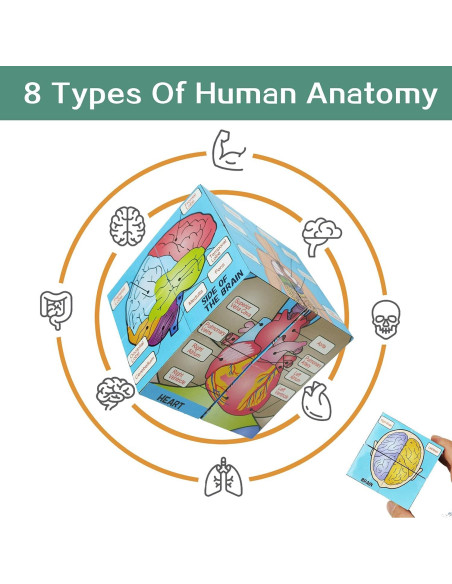 Juego de Pósters Anatómicos Humanos - Herramienta de Estudio