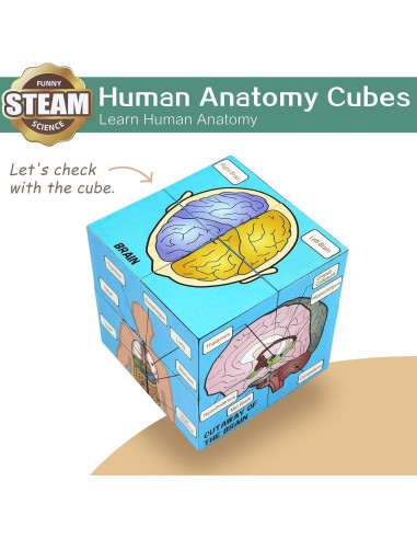 Juego de Pósters Anatómicos Humanos - Herramienta de Estudio