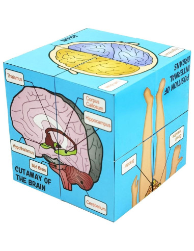 Juego de Pósters Anatómicos Humanos - Herramienta de Estudio