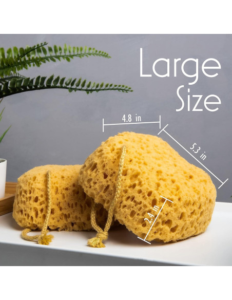 Esponja de Baño Exfoliante MyHomeBody Curvada - 2 Piezas