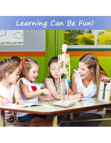 Mini Esqueleto Humano EVOTECH SCIENTIFIC 44.96 cm para Educación