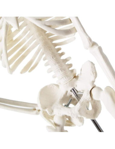 Mini Esqueleto Humano EVOTECH SCIENTIFIC 44.96 cm para Educación