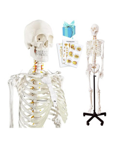 Modelo Esquelético Humano Anatómico 179.5 cm con Soporte Rodante