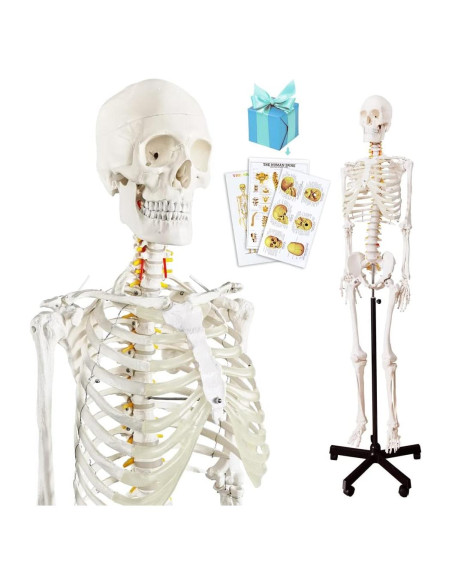 Modelo Esquelético Humano Anatómico 179.5 cm con Soporte Rodante Modelo Esquelético Humano Anatómico 179.5 cm con Soporte Rodante