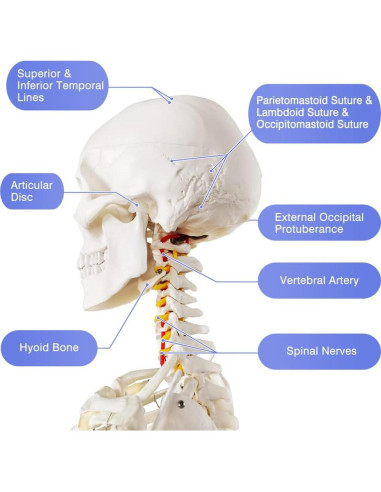 Modelo Esquelético Humano Anatómico 179.5 cm con Soporte Rodante