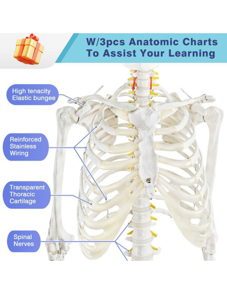 Modelo Esquelético Humano Anatómico 179.5 cm con Soporte Rodante Modelo Esquelético Humano Anatómico 179.5 cm con Soporte Rodante