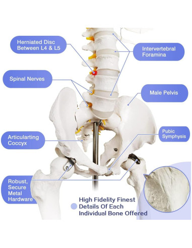 Modelo Esquelético Humano Anatómico 179.5 cm con Soporte Rodante