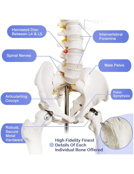 Modelo Esquelético Humano Anatómico 179.5 cm con Soporte Rodante Modelo Esquelético Humano Anatómico 179.5 cm con Soporte Rodante