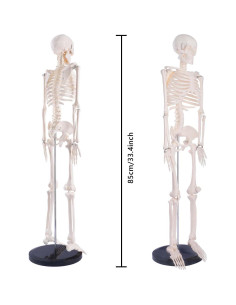 Modelo de Esqueleto Humano Breesky 85.1 cm Articulado 2