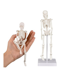 Modelo de Esqueleto Mini Ultrassist 19.81 cm con Base