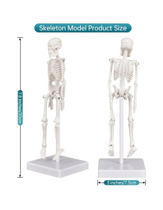 Modelo de Esqueleto Mini Ultrassist 19.81 cm con Base 2