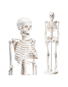 Esqueleto Humano Briwooody 84.8 cm con Base Móvil para Estudio