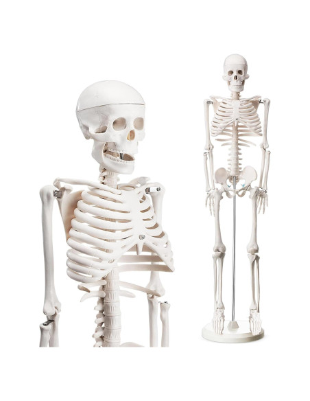 Esqueleto Humano Briwooody 84.8 cm con Base Móvil para Estudio