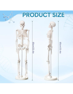 Esqueleto Humano Briwooody 84.8 cm con Base Móvil para Estudio 2