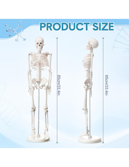 Esqueleto Humano Briwooody 84.8 cm con Base Móvil para Estudio