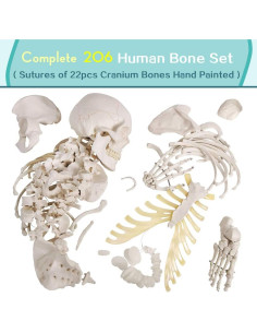 Modelo de Esqueleto Humano Desarticulado Generies 170 cm 2