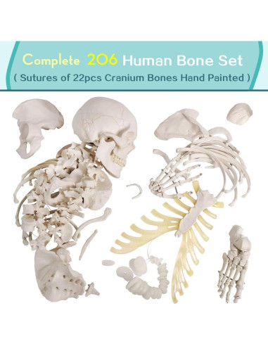 Modelo de Esqueleto Humano Desarticulado Generies 170 cm