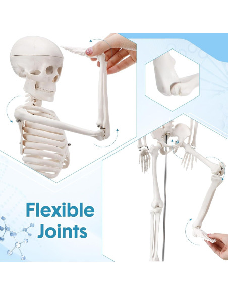 Esqueleto Humano Briwooody 84.8 cm con Base Móvil para Estudio