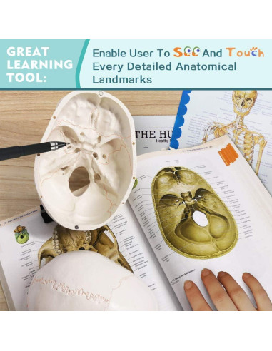 Modelo de Esqueleto Humano Desarticulado Generies 170 cm