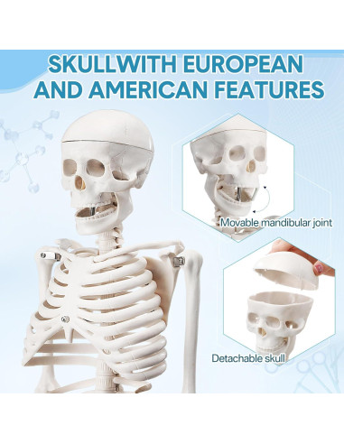 Esqueleto Humano Briwooody 84.8 cm con Base Móvil para Estudio