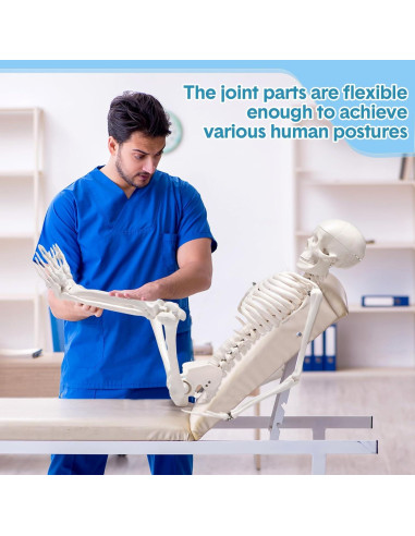Esqueleto Humano Briwooody 84.8 cm con Base Móvil para Estudio