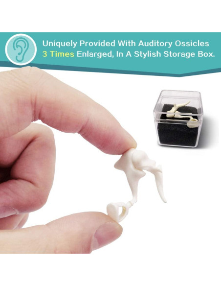 Modelo de Esqueleto Humano Desarticulado Generies 170 cm Modelo de Esqueleto Humano Desarticulado Generies 170 cm