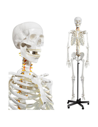 Modelo de Esqueleto Humano Breesky 180 cm con Soporte Rodante