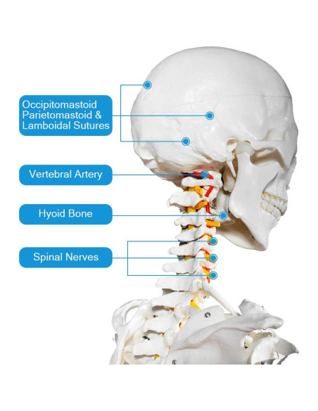 Modelo de Esqueleto Humano Breesky 180 cm con Soporte Rodante
