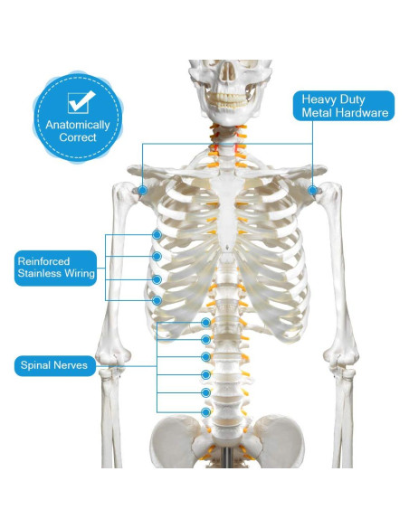 Modelo de Esqueleto Humano Breesky 180 cm con Soporte Rodante